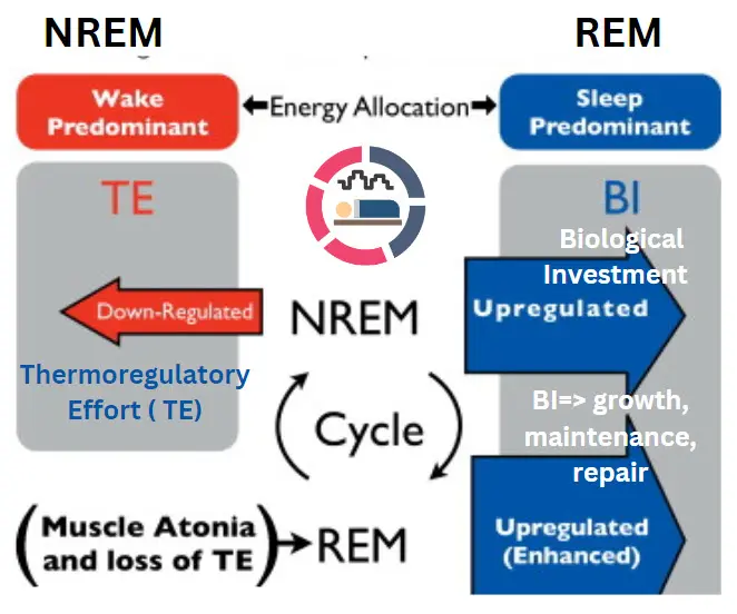 Sleep Cycles. Rem vs Non Rem