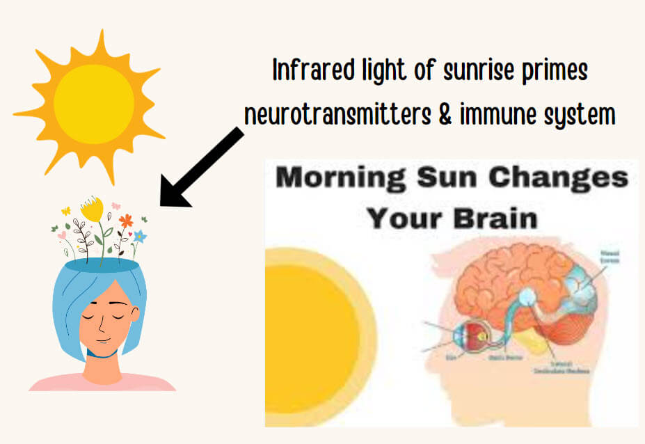 Infrared light of sunrays primes neurotransmitters and immune systems